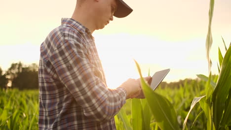 A-farmer-in-his-cornfield-examines-his-crops-with-a-digital-tablet-at-sunset